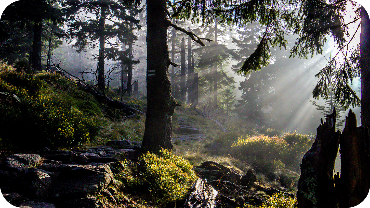 forest in the fog