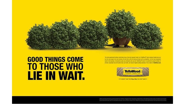 5 bushes with a beaver hiding under one with text that says, Good Things Come To Those Who Lie In Wait.