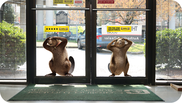 Two Beavers looking inside of glass doors