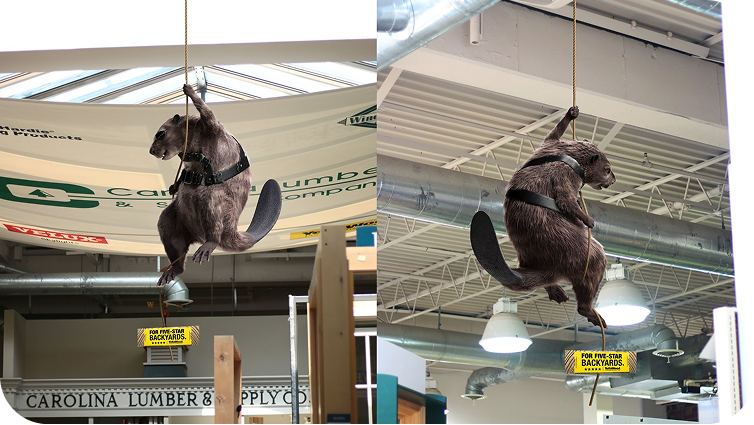 Two separate pictures of a beaver repelling from the ceiling of a store
